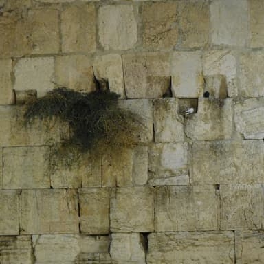 Episode 312: בצר הרחבת לי