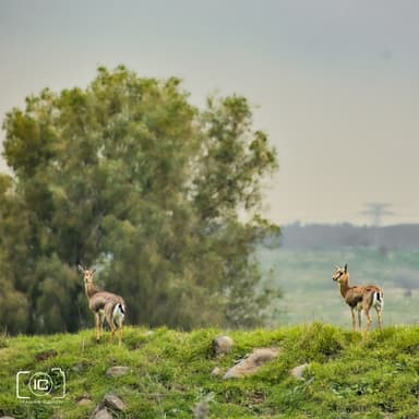 מיינדפולנס וחמלה: תרגול לקראת מבחן להפחתת מתח ולחץ ולהעלאת המיקוד והריכוז