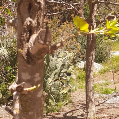 תרגול תנועה ושהייה לסרוגין