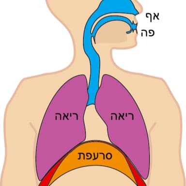 תהליך השאיפה והנשיפה