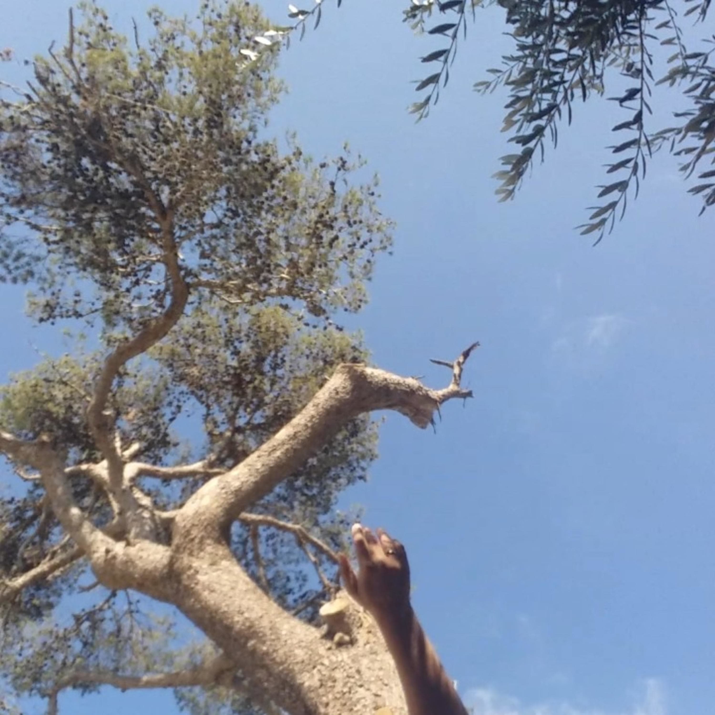 מיינדפולנס תרגול תשומת לב לתחושות גוף,טון רגשי ומחשבות