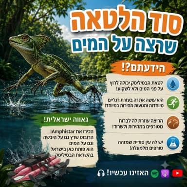 סוד הלטאה שרצה על המים