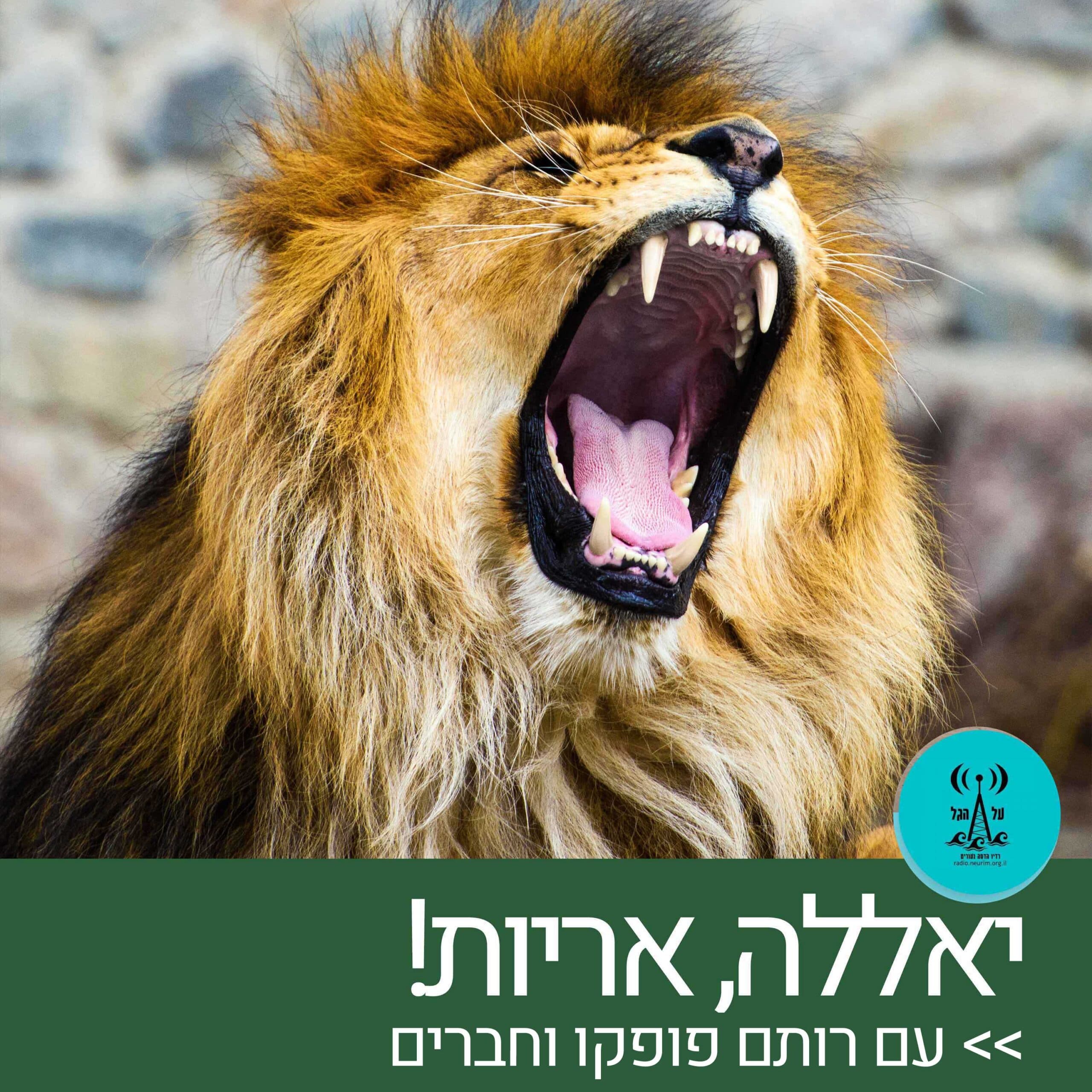 יאללה, אריות! 10.2.26