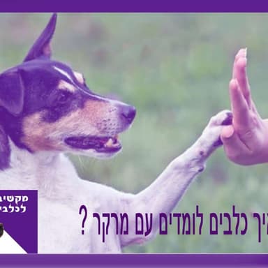 S1:E16 - איך כלבים לומדים עם מרקר