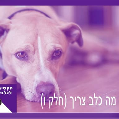 S1:E8 - מה כלב צריך - חלק ו